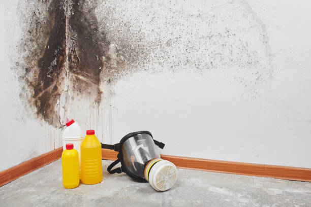 Best Same-Day Mold Removal  in Norman Park, GA
