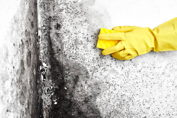 Best Commercial Mold Removal  in Norman Park, GA