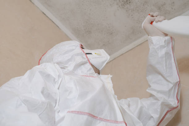 Best Certified Mold Removal  in Norman Park, GA