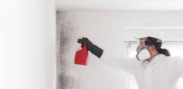 Attic Mold Removal in Norman Park, GA