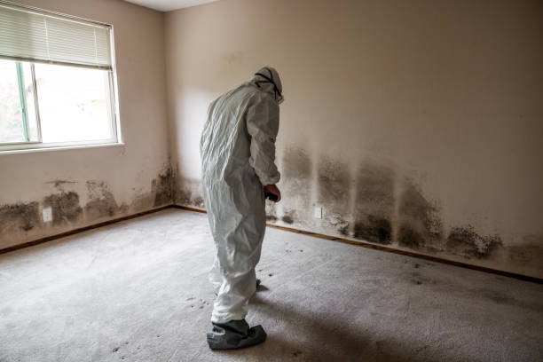 Best Crawl Space Mold Removal  in Norman Park, GA
