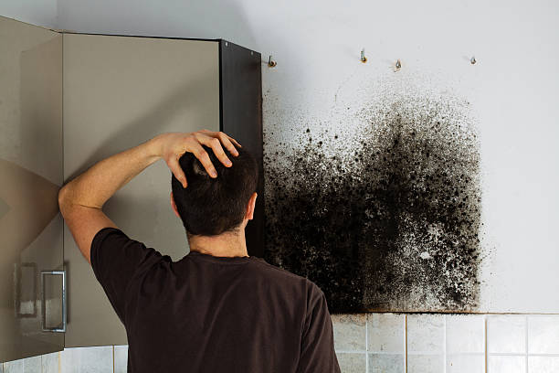 Best Emergency Mold Removal  in Norman Park, GA