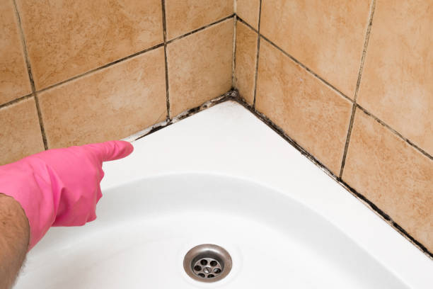 Best Black Mold Removal  in Norman Park, GA
